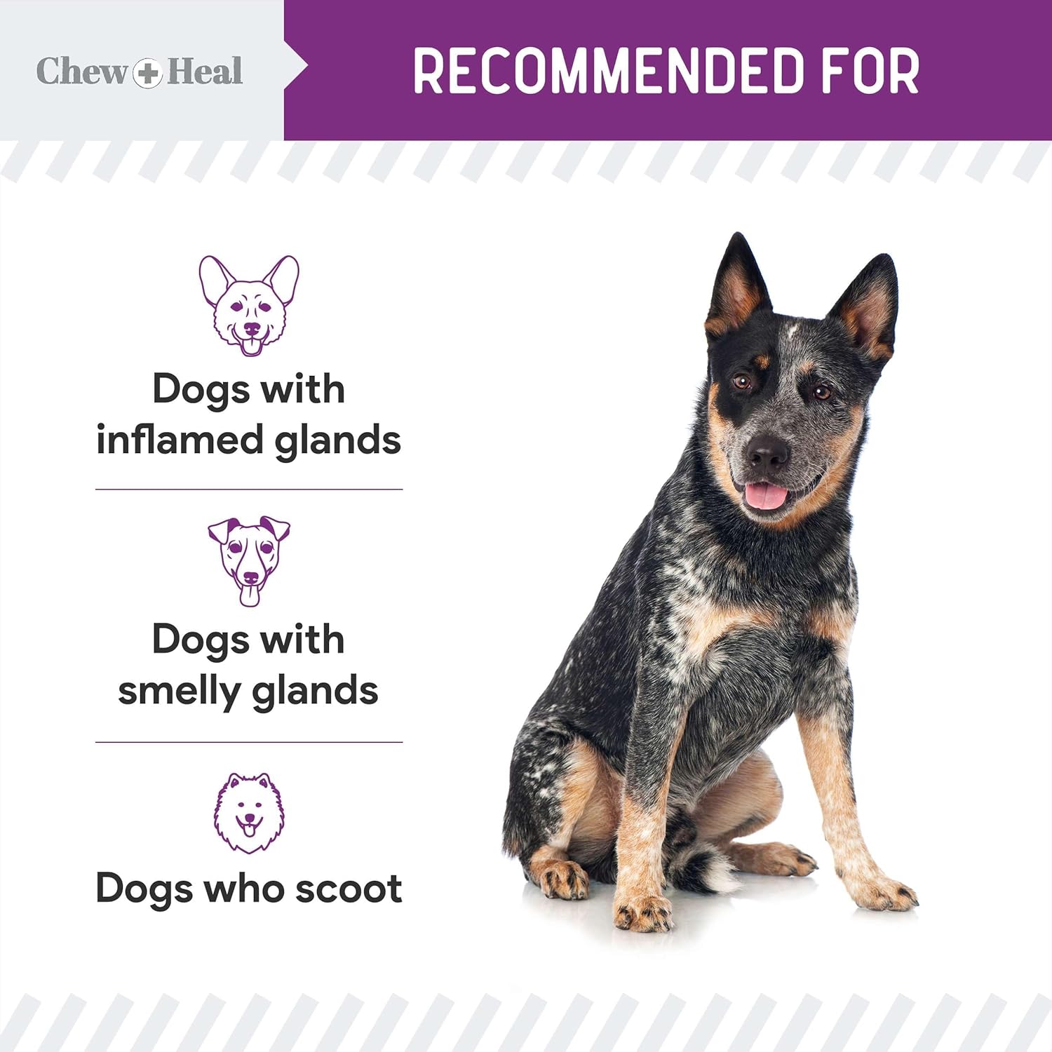 Stop The Scoot supplement for dogs