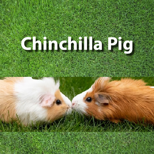 Chinchilla Pig