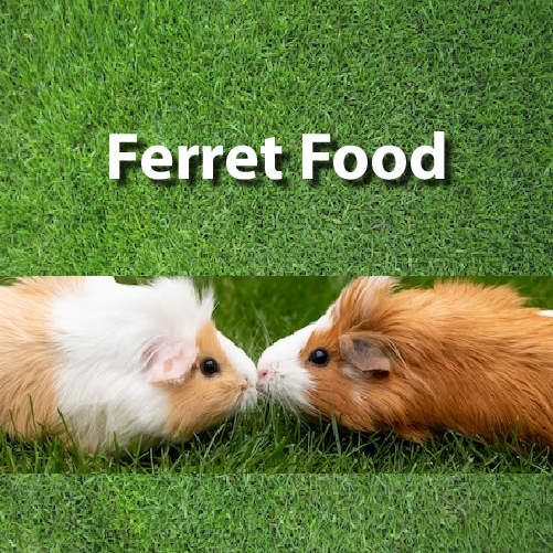 Ferret Food