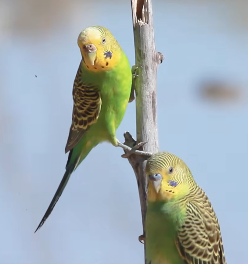 Budgerigar (Melopsittacus undulatus) — Live Pet Bird
