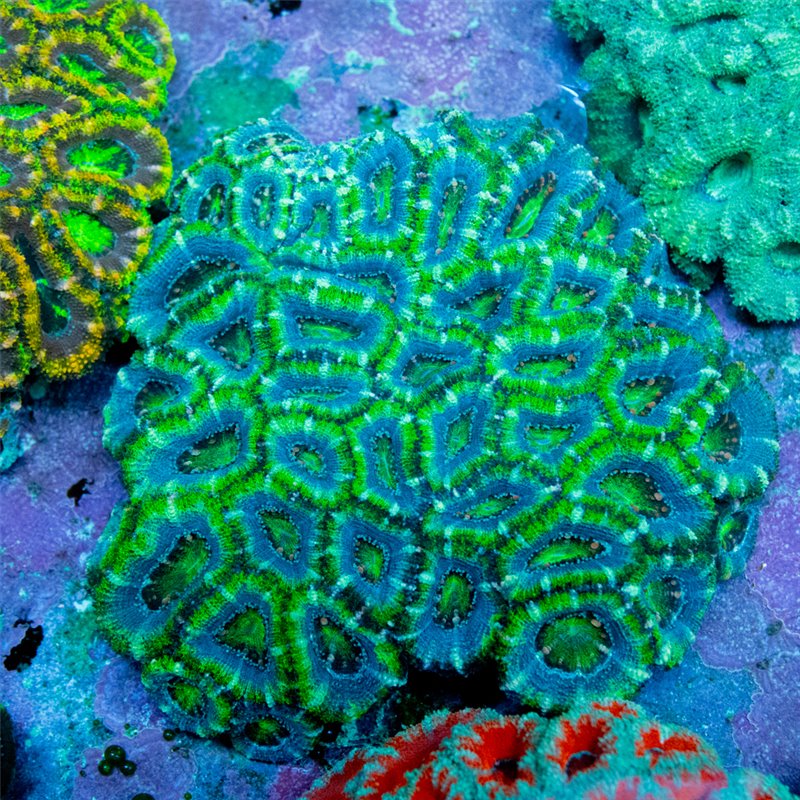 Acan (Acanthastrea lordhowensis) - 1PC
