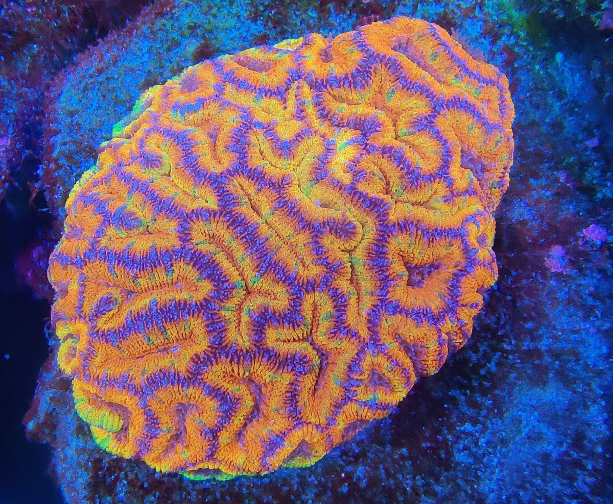 Acan (Acanthastrea lordhowensis) - 1PC