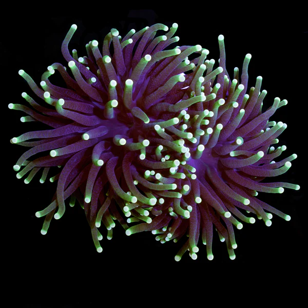 Torch Coral (Euphyllia glabrescens) - 1PC