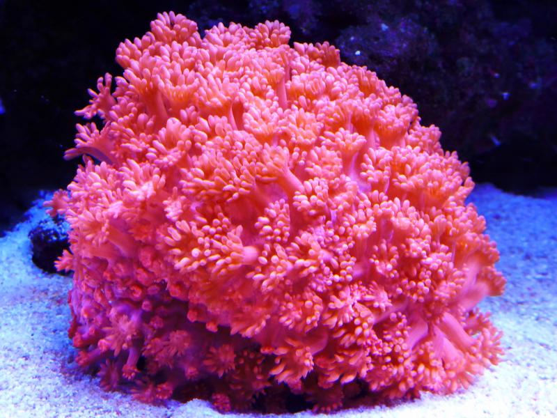 Flowerpot Coral (Goniopora stokesi) - 1PC