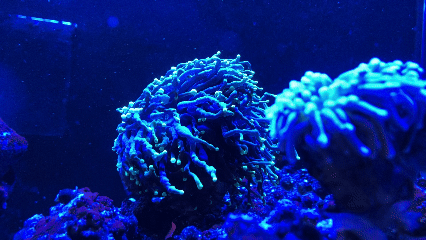 Torch coral Green / Yellow / Ivory (Per Head)