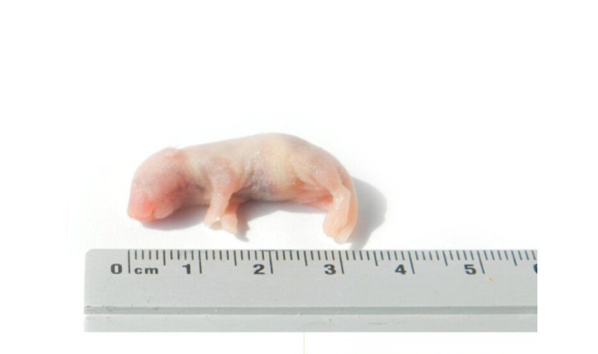 Mouse Pinks Frozen 1-2 g, 100 pcs/bag