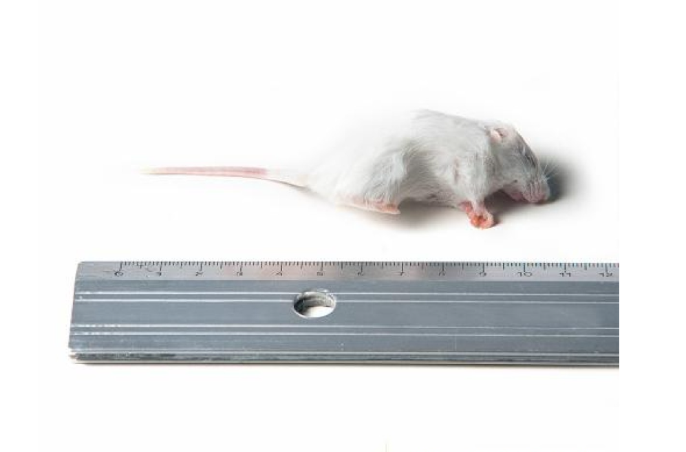 Small White Commercial Mice 10-20 g, 1 kg pack