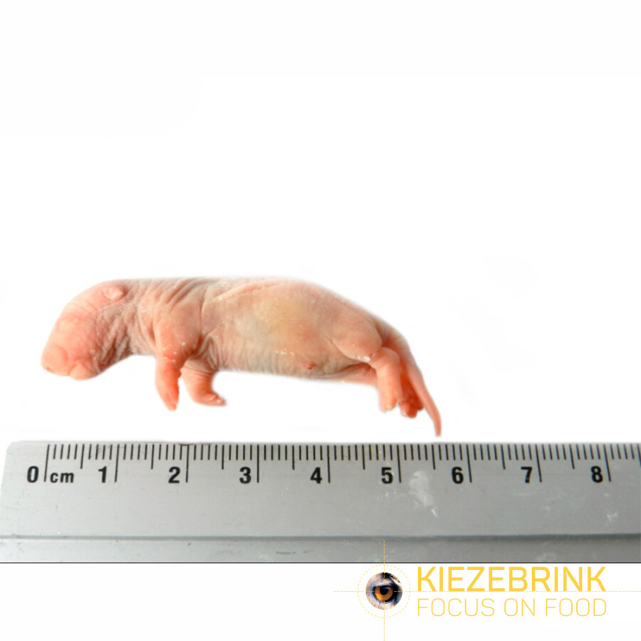 Baby Rats 5-14 g, 25 pcs/bag