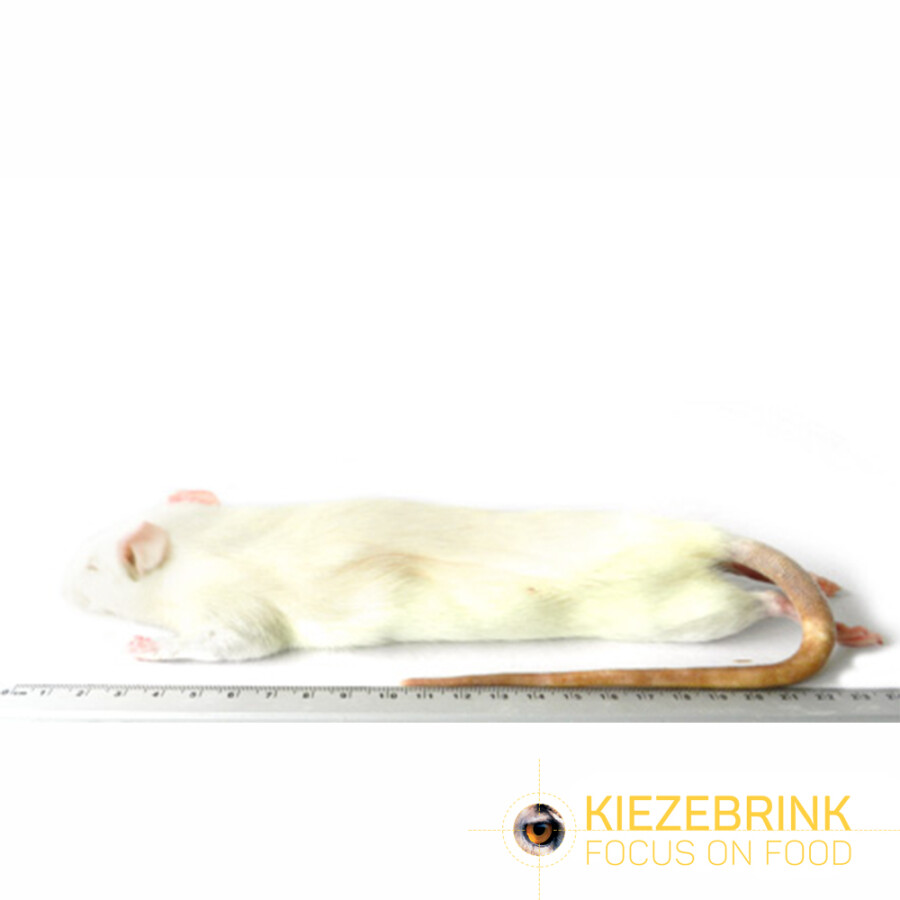 Large Rats 250-350 g Eco Pack 5 pcs