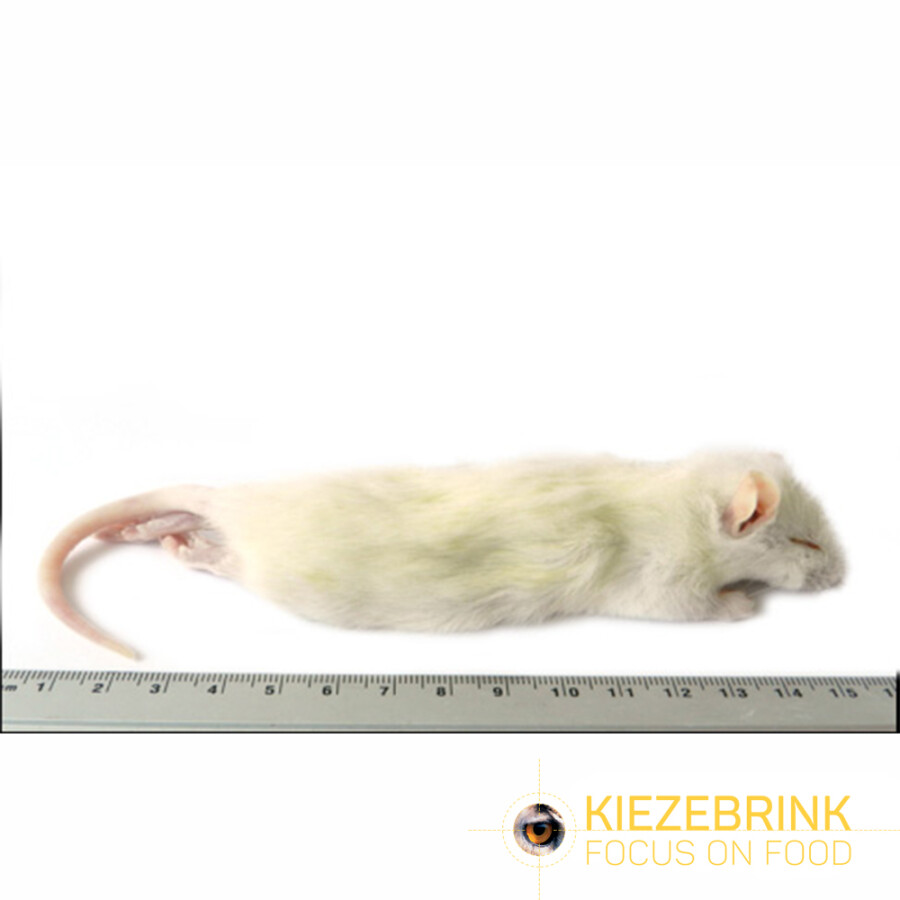 Large Weaner Rats 60-90 g Eco Pack 5 pcs