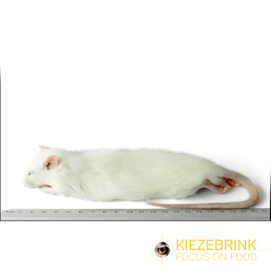Regular Rats 150-250 g Eco Pack 5 pcs