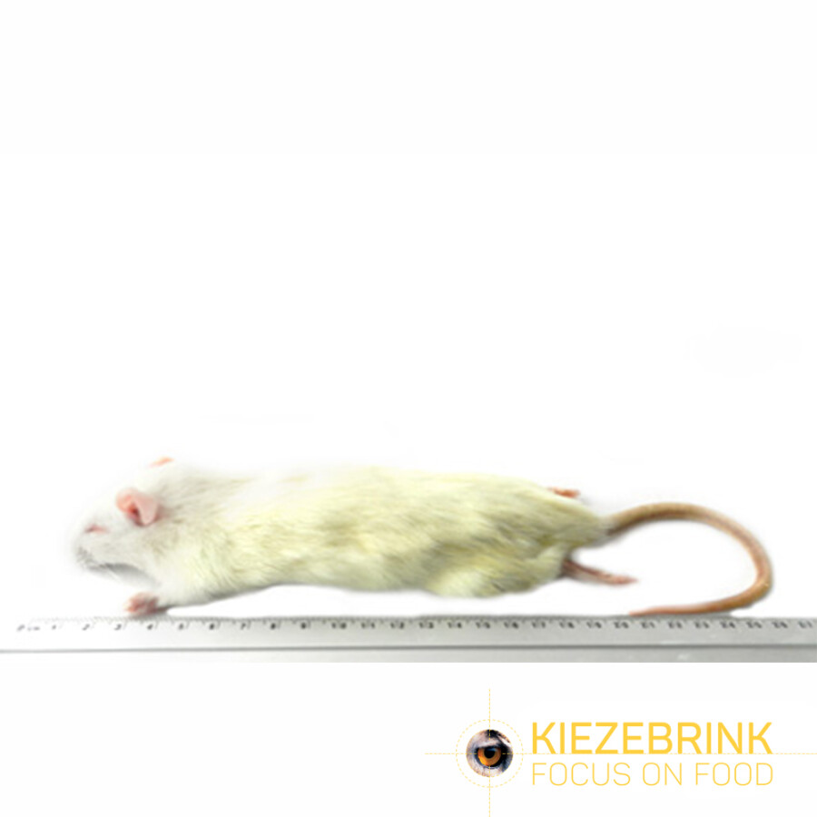 Small Rats 90-150 g Eco Pack 5 pcs