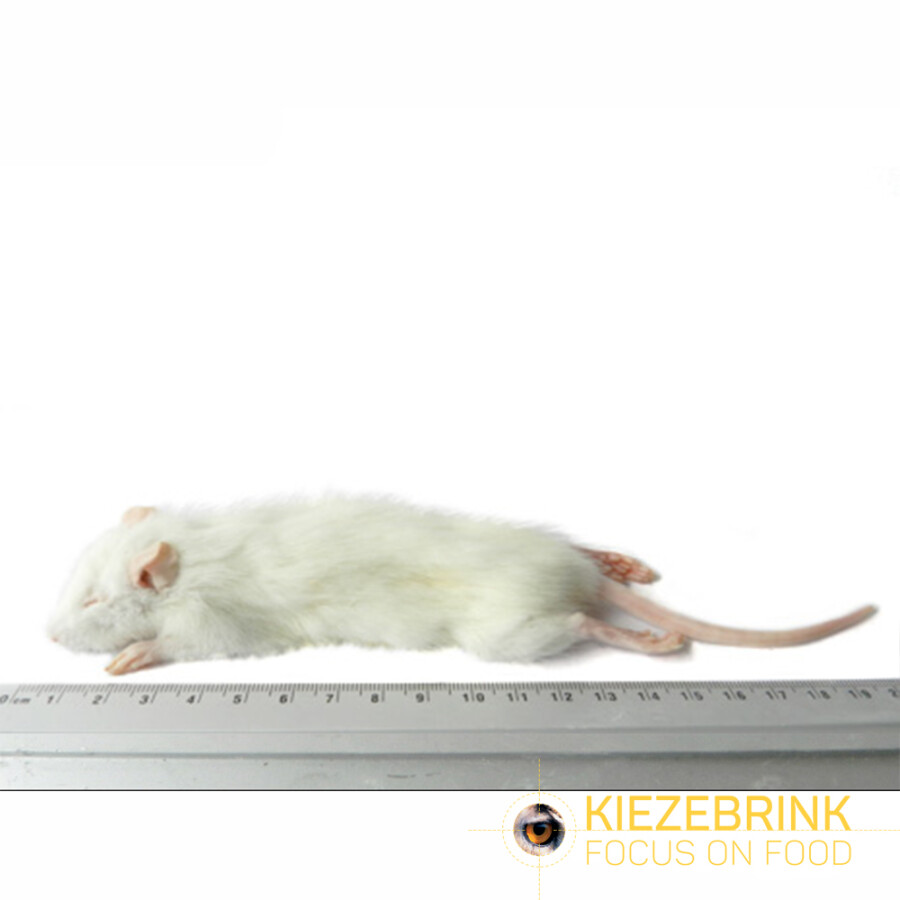 Small Weaner Rats 30-60 g Eco Pack 5 pcs