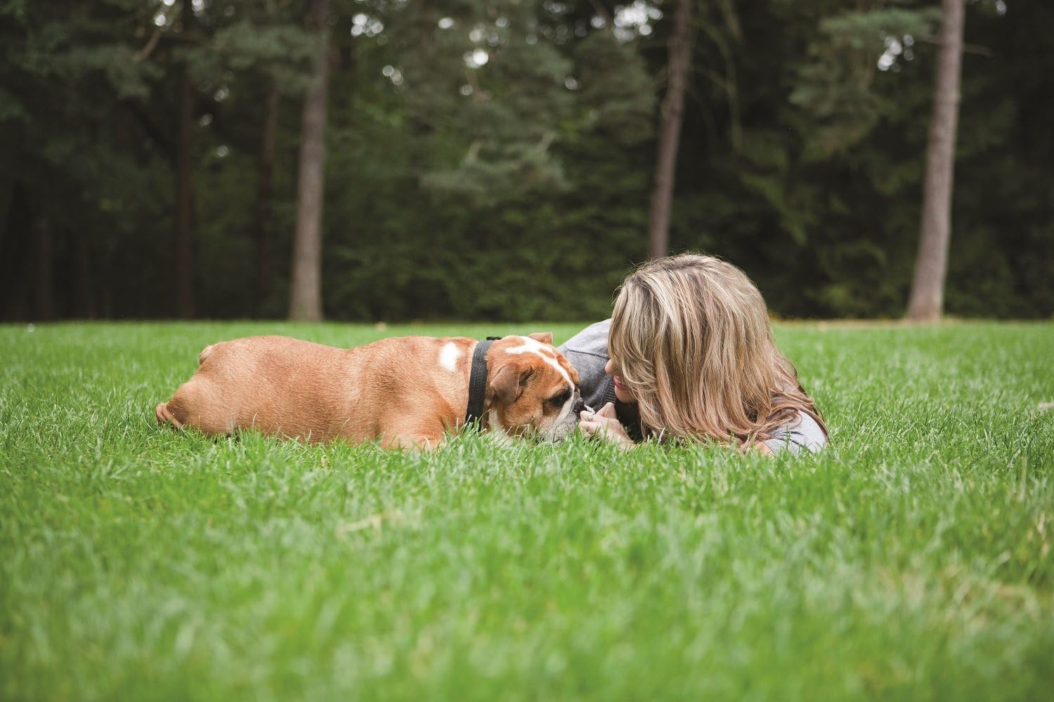 Pet Safe Big Dog Remote Trainer 100 meters