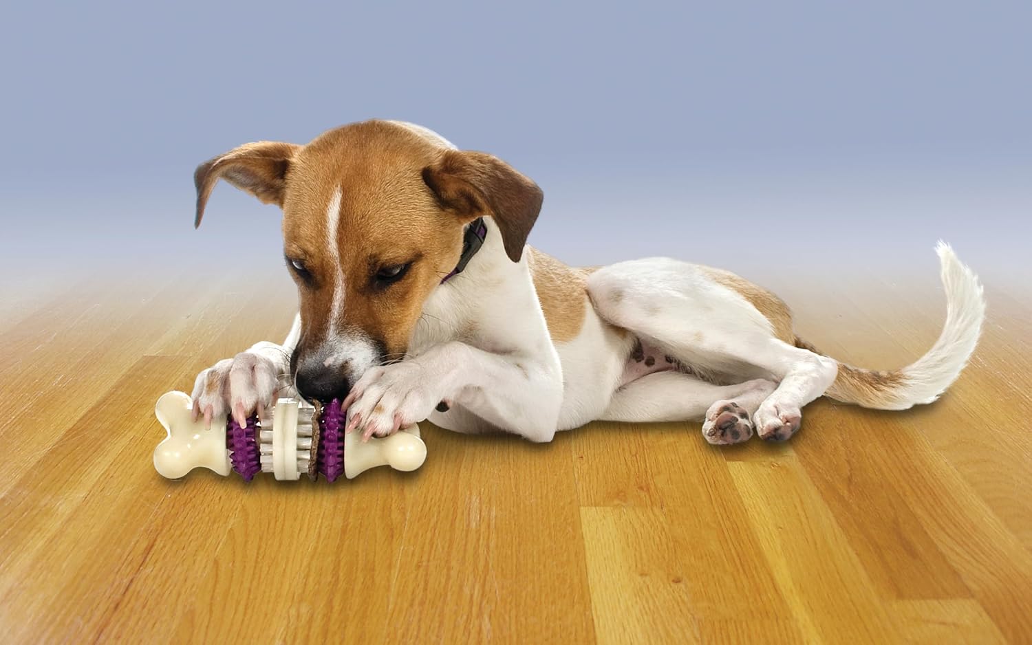 Petsafe ChewBrush Chewer's Choice for Dog