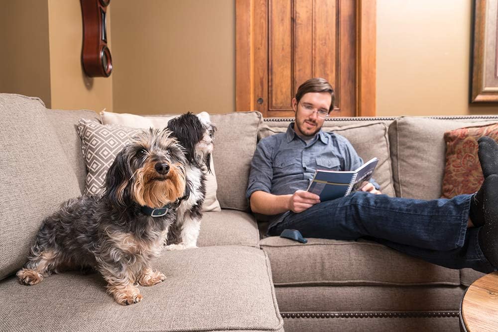 PetSafe 300 m Lite Remote Trainer
