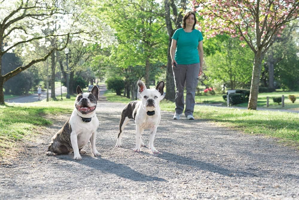 PetSafe 300 m Lite Remote Trainer