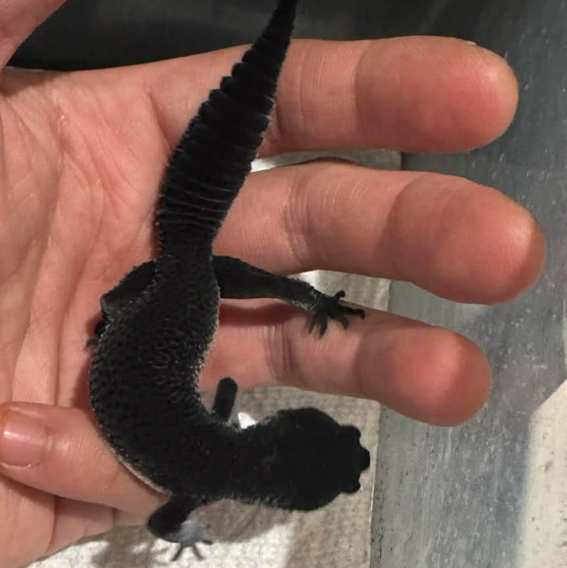 Black Night Leopard Gecko – Premium Exotic Pet