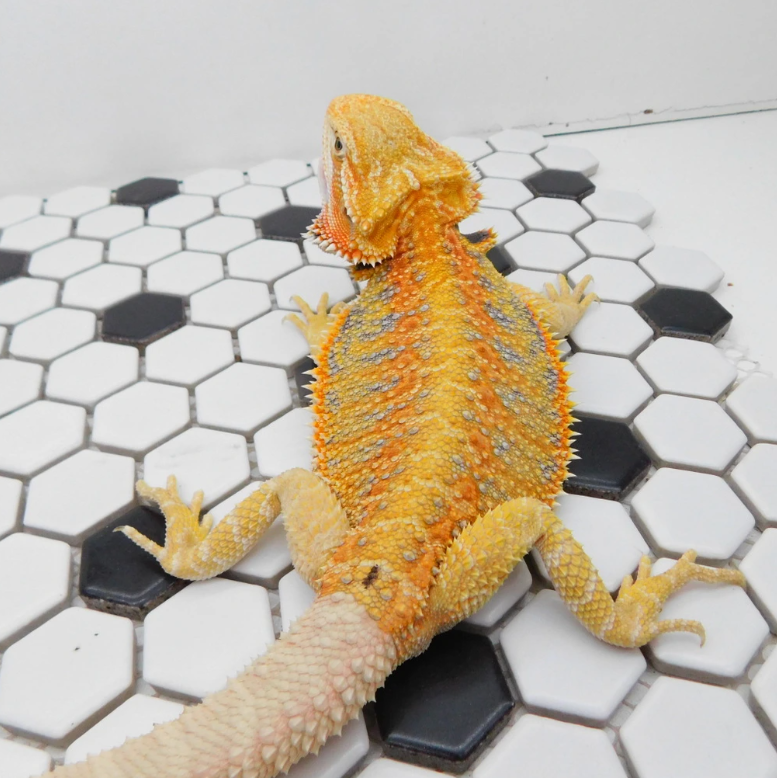 Yellow Bearded Dragon – Bright & Friendly Exotic Pet