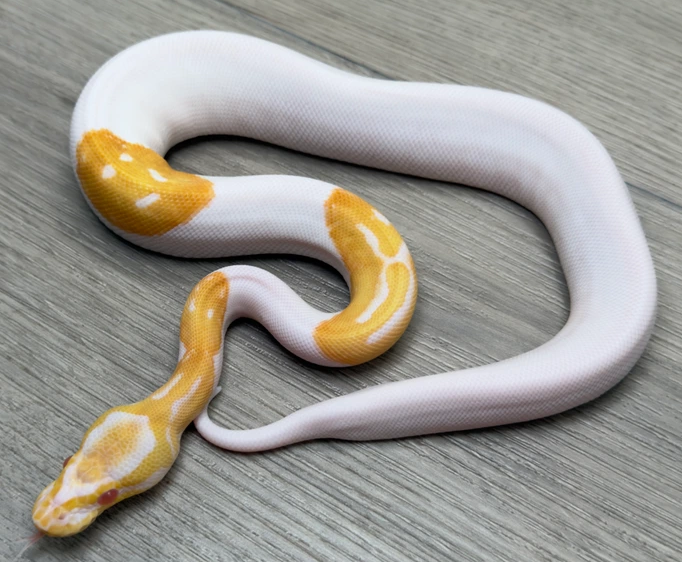 Albino dor Python