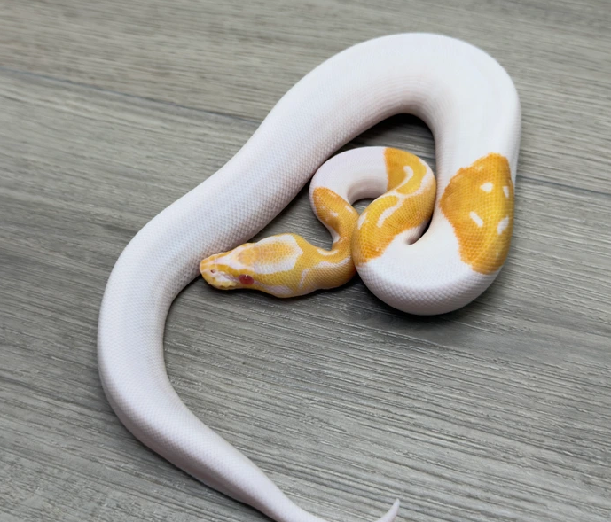 Albino dor Python
