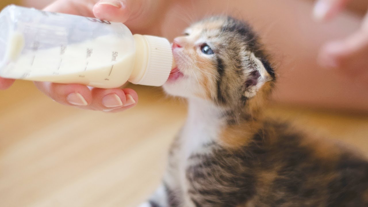 TopLife Milk for Kittens