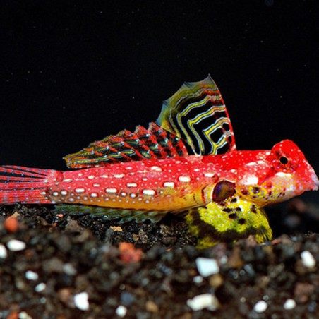 Red Dragonnet Blenny