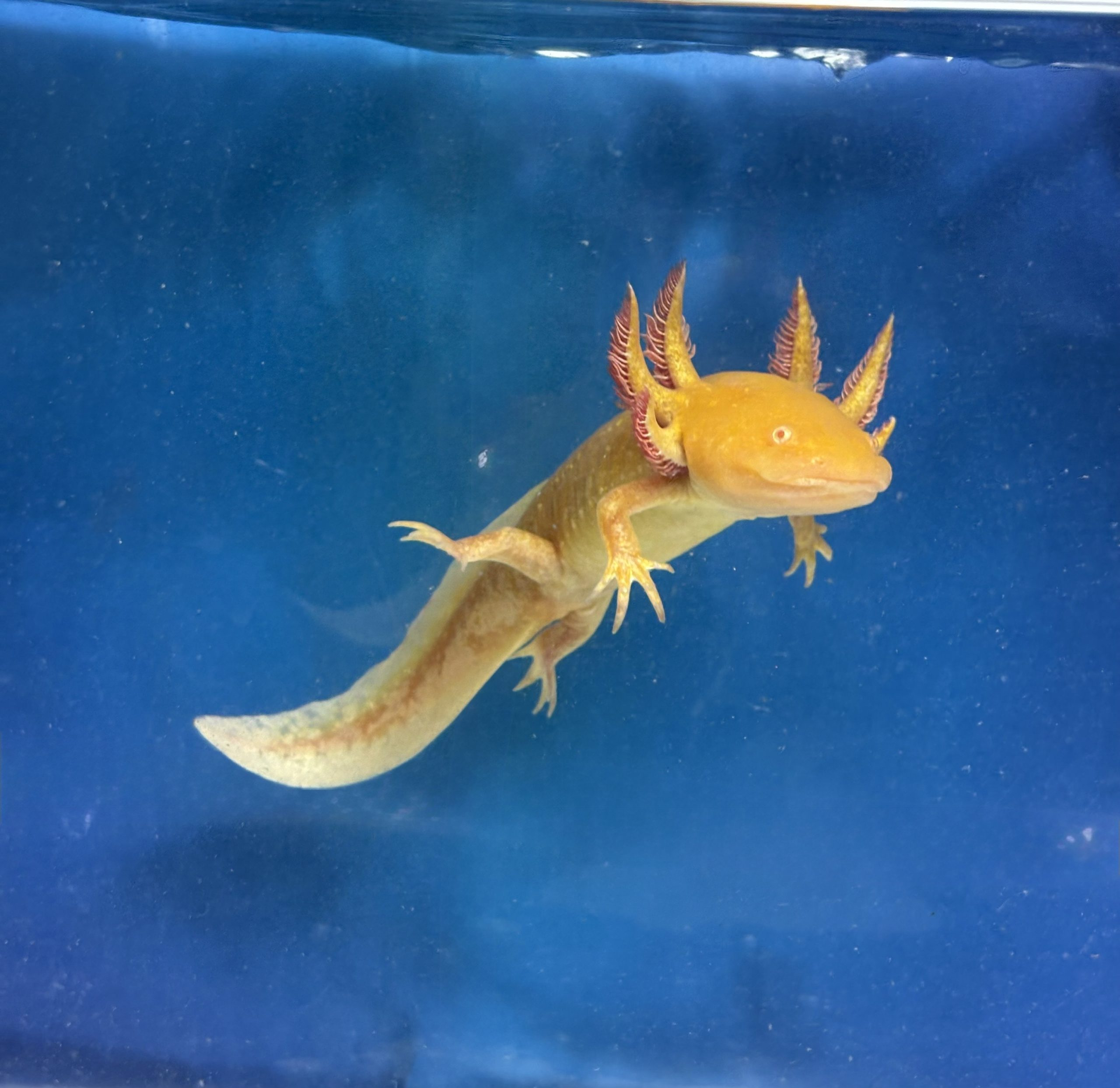 The golden albino axolotl