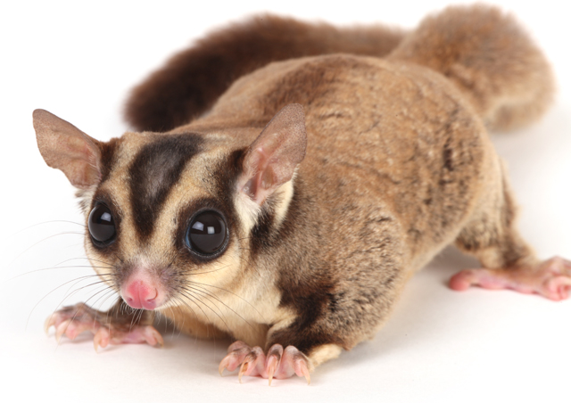 Sugar Glider
