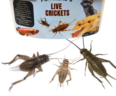 Live Crickets 60 Pcs per box