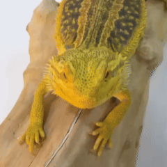 Bearded dragon (Pogona vitticeps)