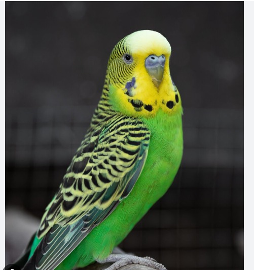 Budgerigar (Melopsittacus undulatus) — Live Pet Bird