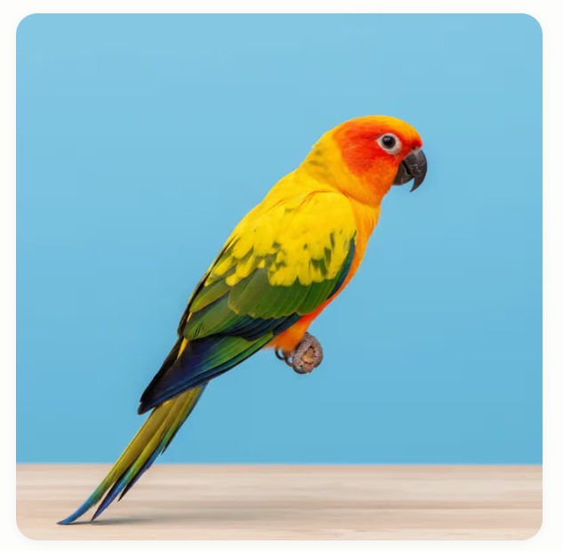 Sun Conure (Aratinga solstitialis) — Live Pet Bird