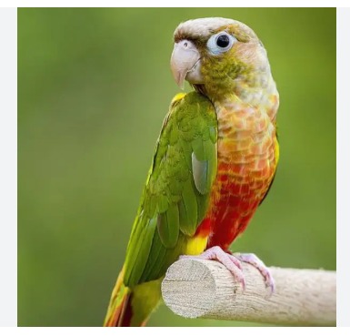 Pineapple Green-Cheeked Conure (Pyrrhura molinae) — Live Pet Bird