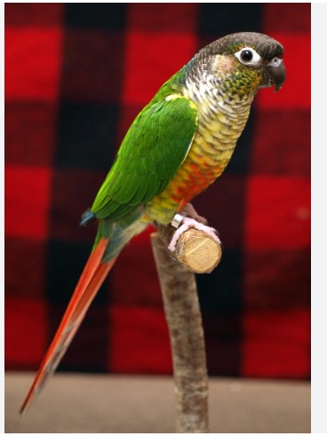 Green-Cheeked Conure (Pyrrhura molinae) — Live Pet Bird