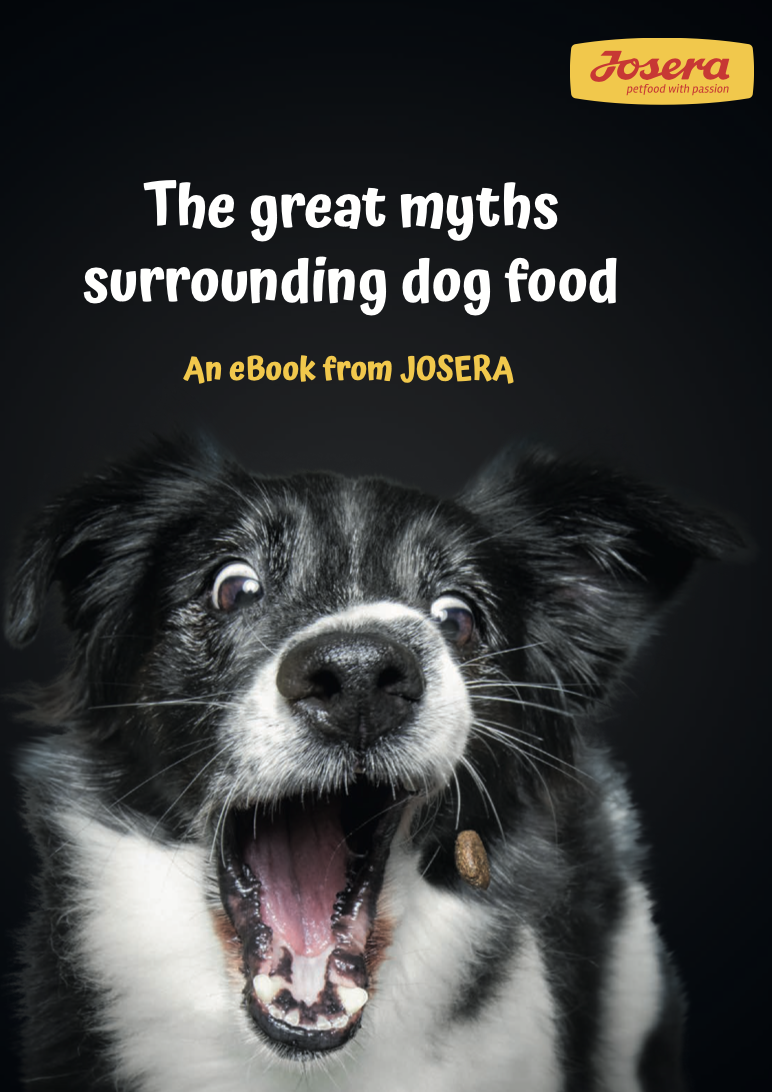 Great Myths Surrounding Dog Food