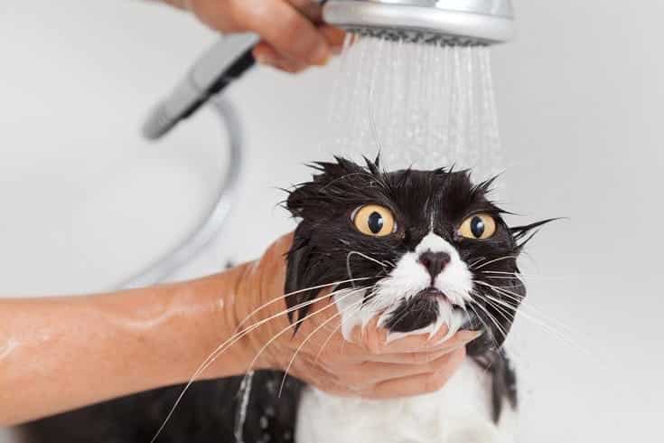 Do Cats Really Hate Baths? The Truth Explained