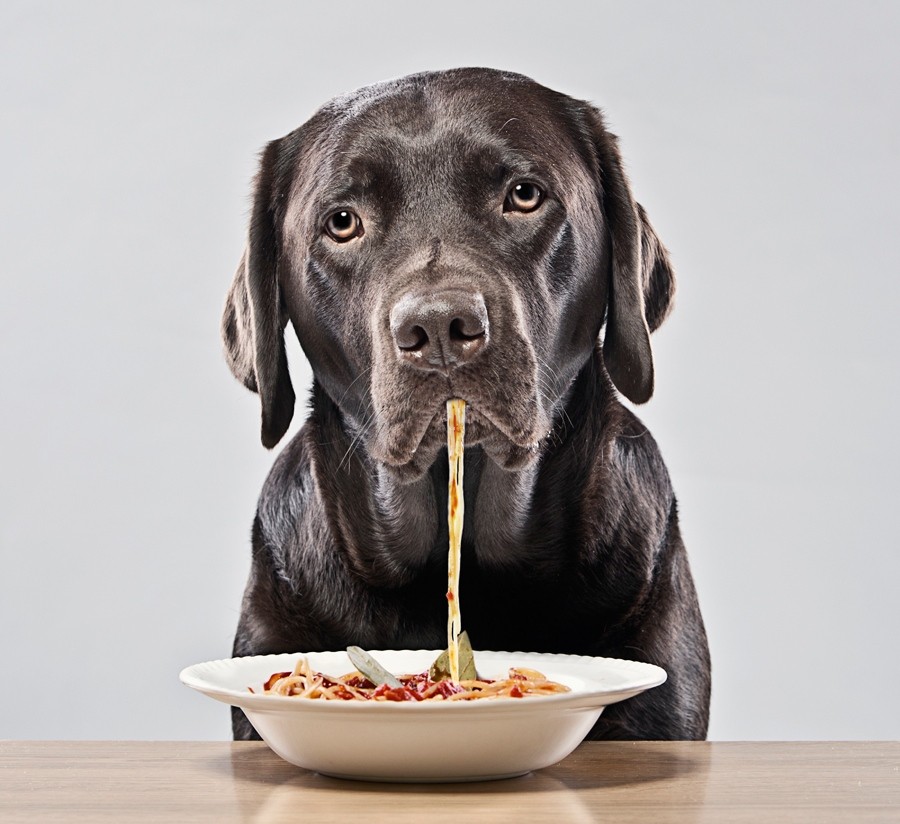 Dog Food Guide for Kids