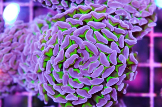 Hammer coral Green / Mauve / Pink (Medium)