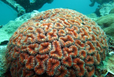 Tooth coral Hemprichii (Large)