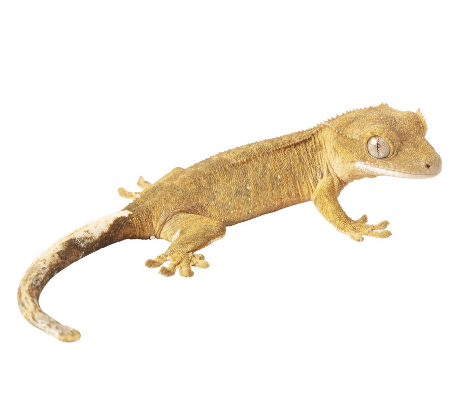 Crested Gecko