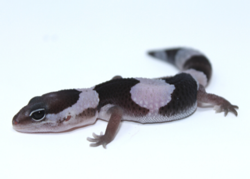 African Fat Tail Gecko