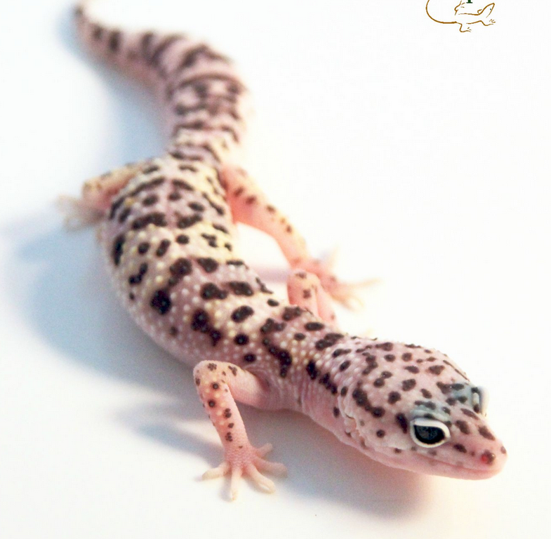 Snow Leopard Gecko