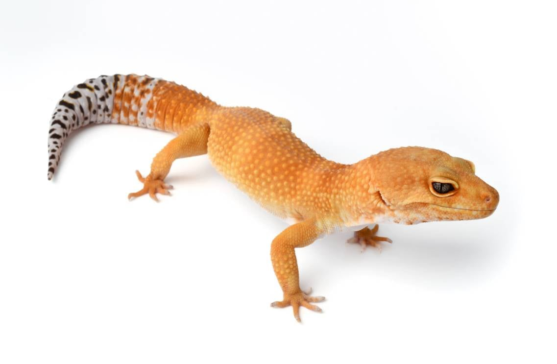 Tangerine Leopard Gecko