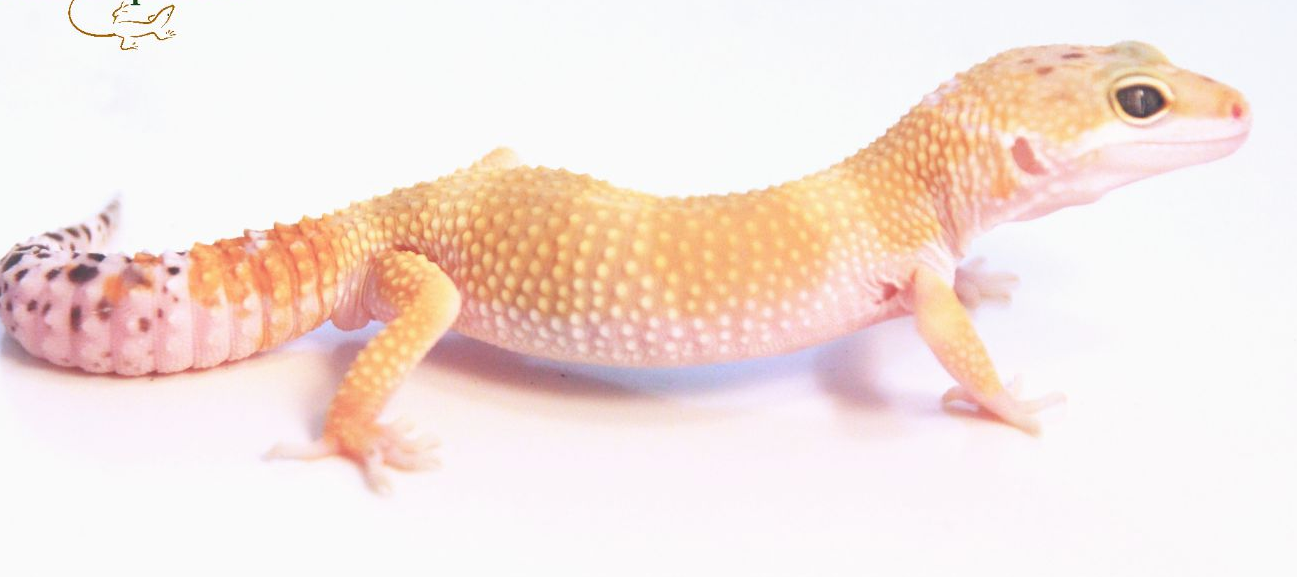 High Color Leopard Gecko