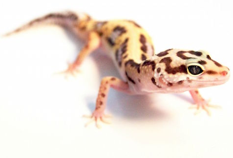 Pinstripe Leopard Gecko