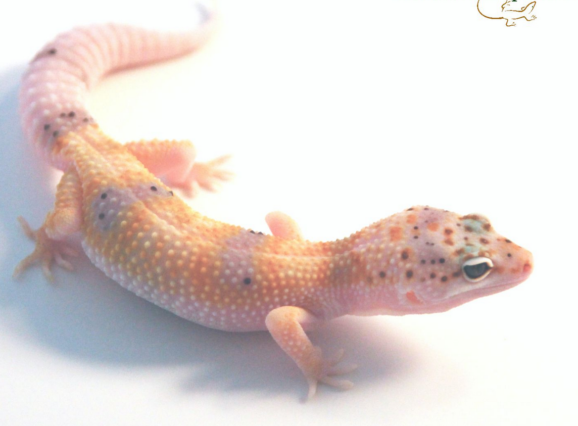 Enigma Leopard Gecko
