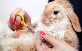 Special Grooming: Rabbit/GuineaPig/Hamster/Parrot