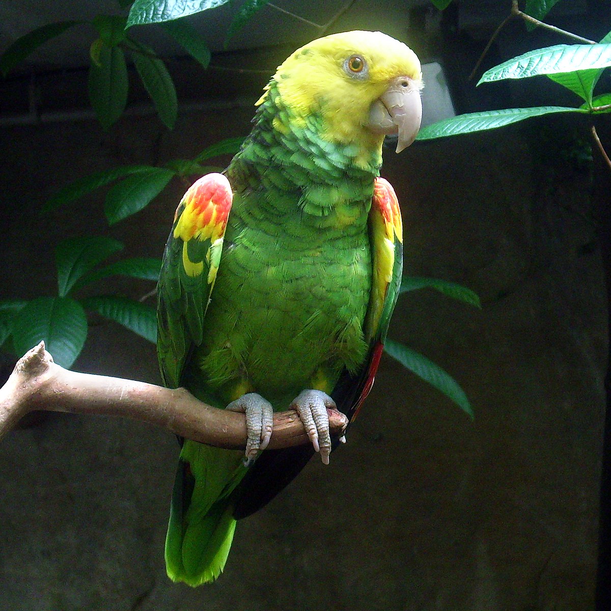 Double Yellow-Headed Amazon Parrot