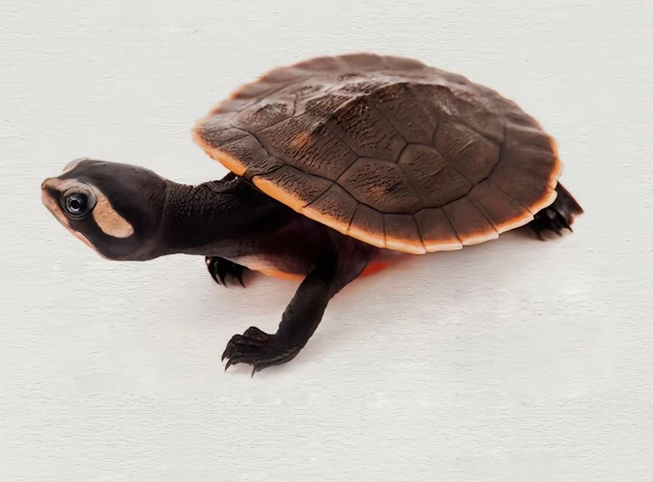 Red-Bellied Short-Necked Turtle (Emydura subglobosa) — Live Freshwater Pet Turtle